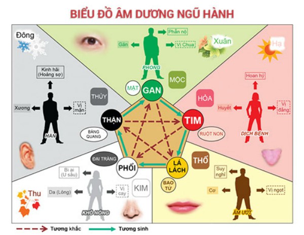 Tạng phụ, kinh lạc và nội ngoại môi là một hệ thống liên quan chặt chẽ mà không hề tách rời. (Ảnh: PinsDaddy)